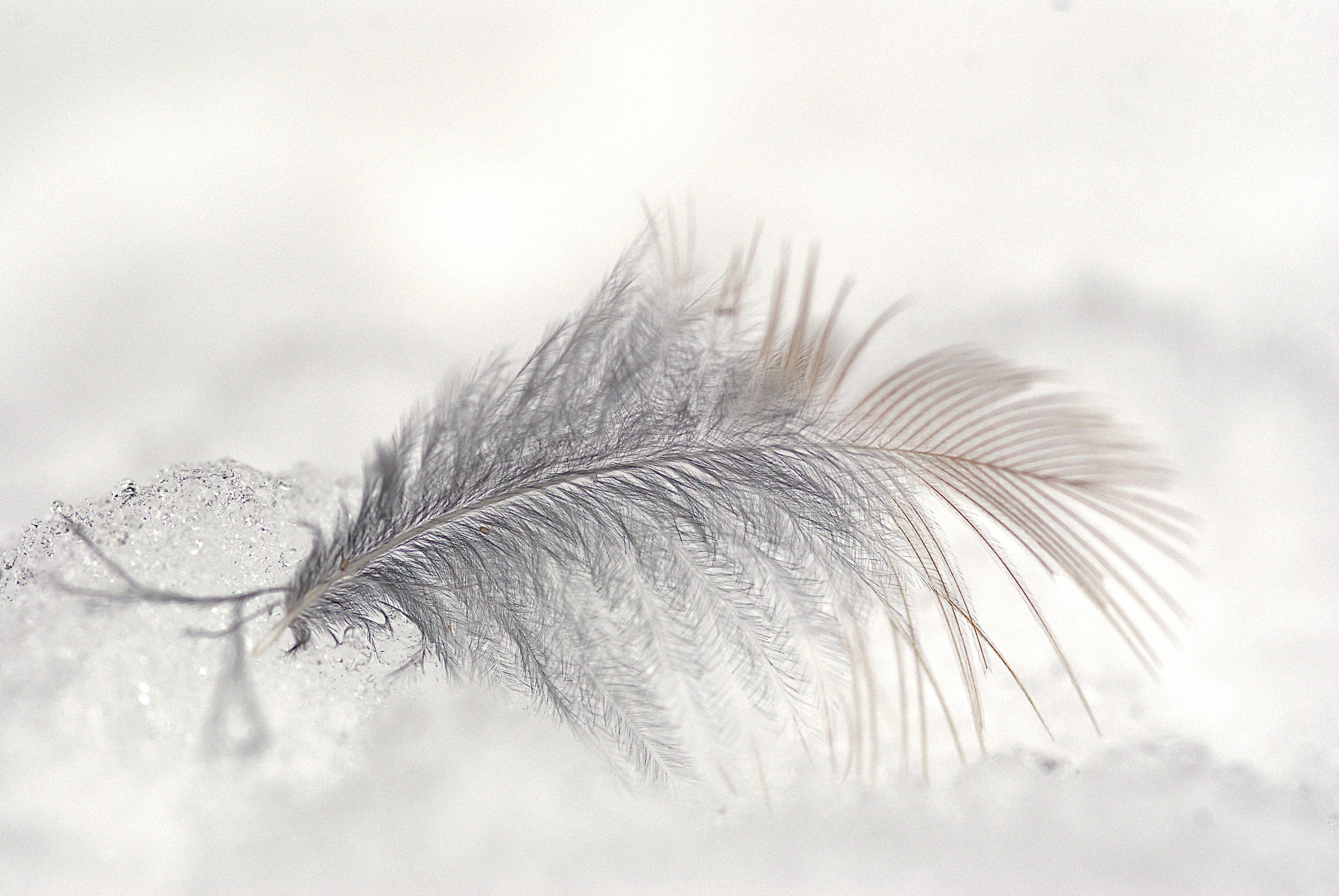 close-up photo of white feather